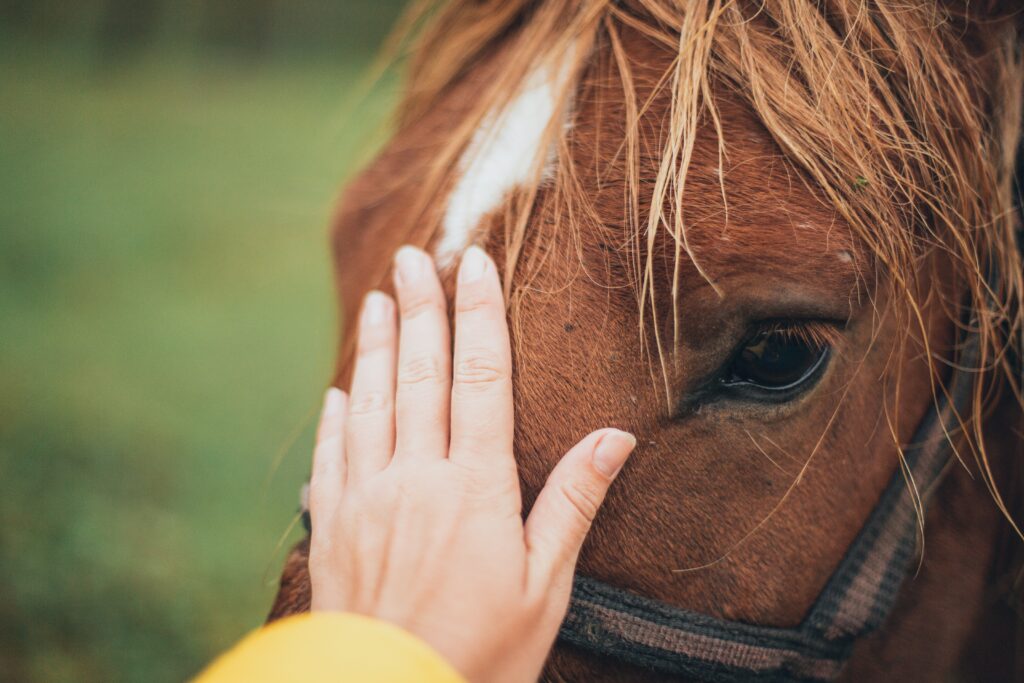 Someone patting a horses nose